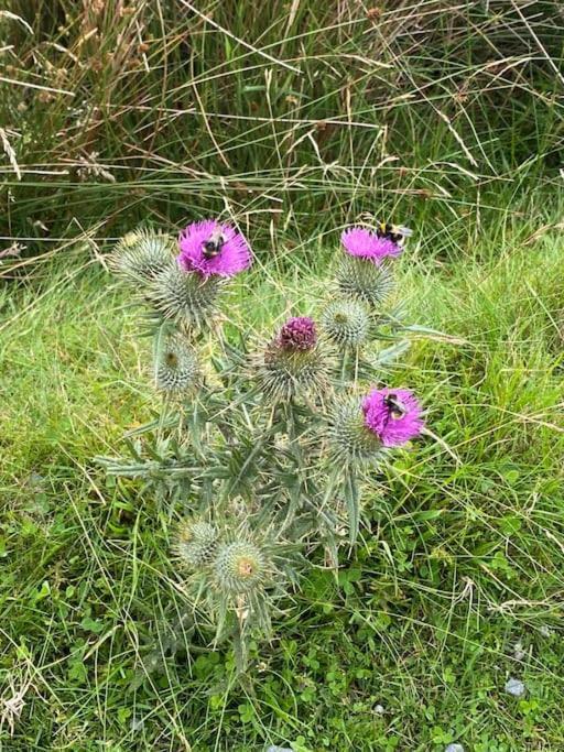 The Burrow, Langholm, Dumfries And Galloway מראה חיצוני תמונה